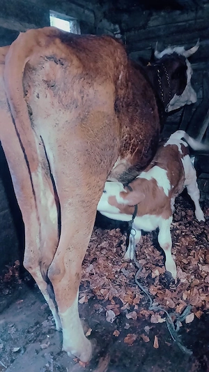 vaca cu vitel de vanzare 