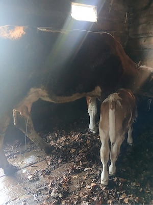 vaca cu vitel de vanzare  - imagine 2