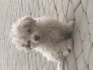  Vând puiuți Bichon Maltez, foarte frumoși și jucăuși  - imagine 2