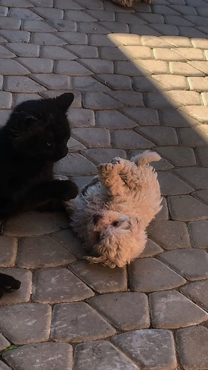  Vând puiuți Bichon Maltez, foarte frumoși și jucăuși  - imagine 3