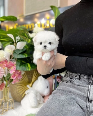  Bichon maltez mini toy 