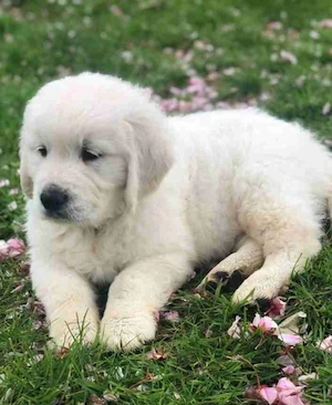 Fetiță Golden Retriever, 6 săptămâni