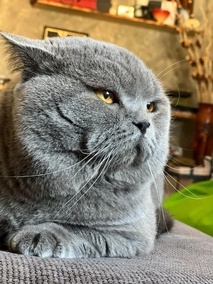 British Shorthair  - imagine 4