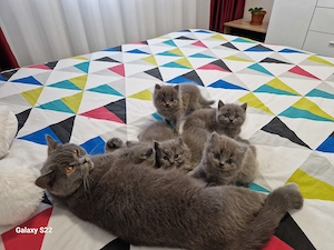 British Shorthair 