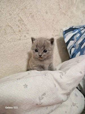 British Shorthair  - imagine 2
