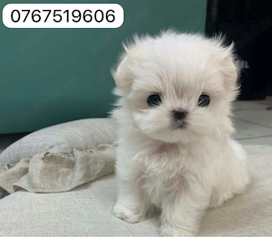 bichon maltez mini toy 