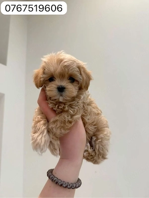 maltipoo pudel mini toy