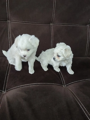 Catei bichon  - imagine 2
