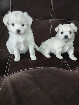 Catei bichon 