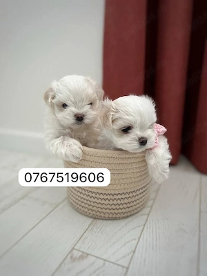 bichon maltez mini toy 