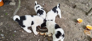Catei de Ciobanesc de Bucovina