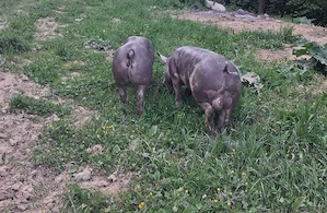 Pereche pietrain. Se vând și separat.