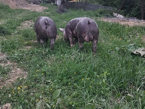 Pereche pietrain. Se vând și separat. - imagine 2