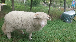 Berbecut de vanzare