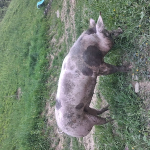 Scroafă pietrain ideală pentru reproducție - imagine 2