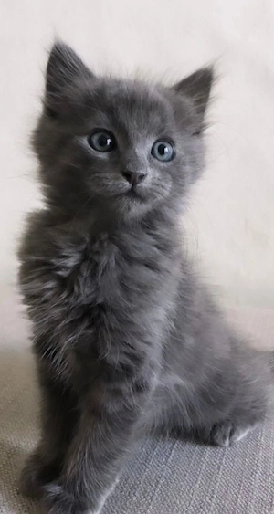 Maine coon fetita