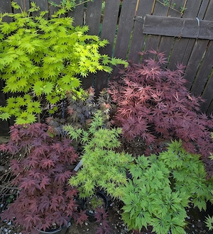 Artar japonez rosu verde potocaliu, peste 60 de soiuri - imagine 1
