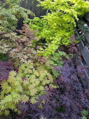 Artar japonez rosu verde potocaliu, peste 60 de soiuri - imagine 2