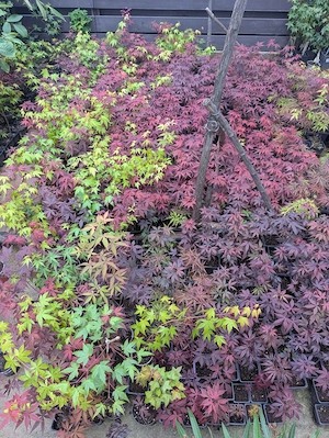 Artar japonez rosu verde potocaliu, peste 60 de soiuri - imagine 3