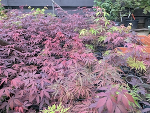 Artar japonez rosu verde potocaliu, peste 60 de soiuri - imagine 4