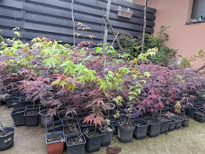 Artar japonez rosu verde potocaliu, peste 60 de soiuri - imagine 5
