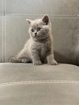 British Shorthair 