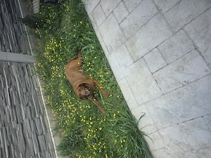 Catea pentru adoptie - imagine 3