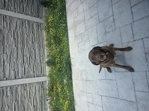 Catea pentru adoptie - imagine 4