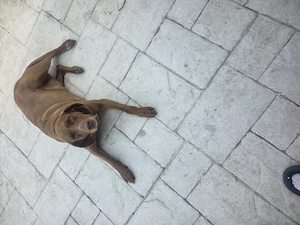 Catea pentru adoptie