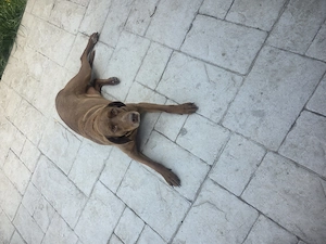 Catea pentru adoptie - imagine 2