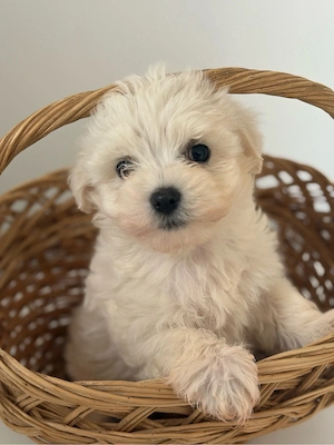Bichon Maltez 7 saptamani 