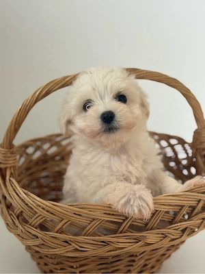 Bichon Maltez 7 saptamani  - imagine 4