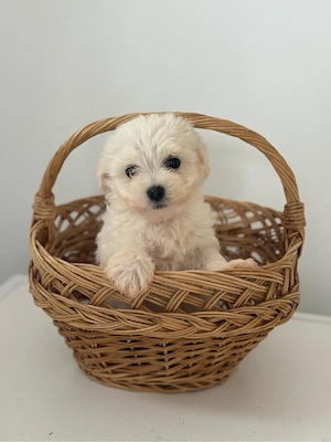 Bichon Maltez 7 saptamani  - imagine 3