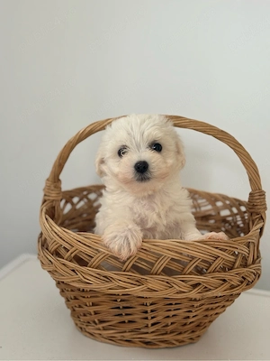 Bichon Maltez 7 saptamani  - imagine 2