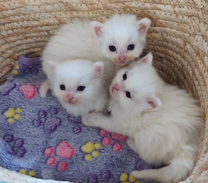 1 fetita si un băiețel Angora turcească disponibili