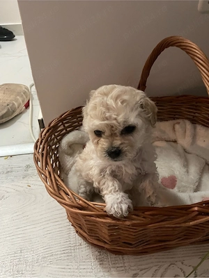 Bichon Maltipoo mini toy 