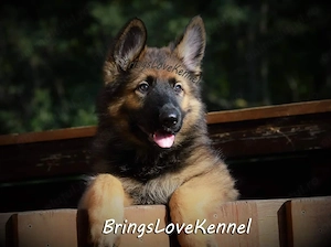Vand Ciobanesc German pedigree tip A