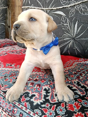 Căței Cane Corso superbi  - imagine 3