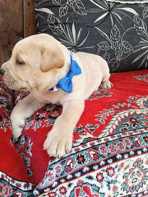 Căței Cane Corso superbi  - imagine 2
