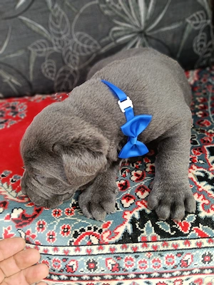 Căței Cane Corso superbi  - imagine 4
