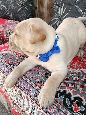 Căței Cane Corso superbi  - imagine 5