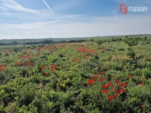 Teren extravilan de 3500 mp de vanzare in Remetea Mare - imagine 2