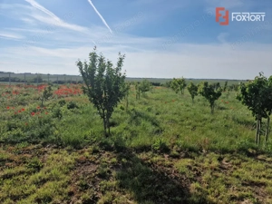 Teren extravilan de 3500 mp de vanzare in Remetea Mare - imagine 4
