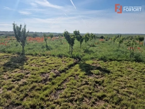 Teren extravilan de 3500 mp de vanzare in Remetea Mare - imagine 3