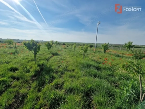 Teren extravilan de 3500 mp de vanzare in Remetea Mare - imagine 8