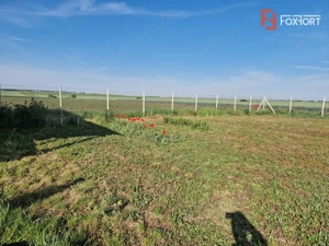 Teren extravilan de 3500 mp de vanzare in Remetea Mare - imagine 5