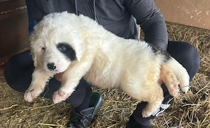 Vând femela ciobănesc de Bucovina 