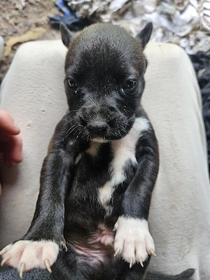 vand puii de amstaff (4)