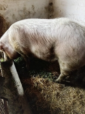 porc de taiat
