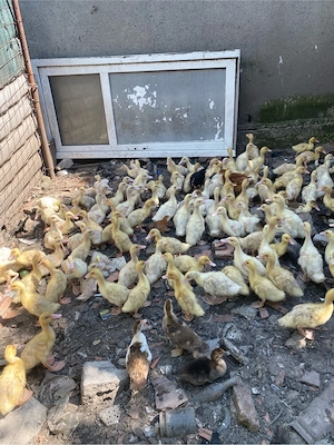 vand rate pekin si mulard